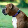 case-mate Hundehalsband Halterung Apple AirTag schwarz