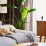 RING Camera Indoor Indoor Cam (2nd Gen) schwarz